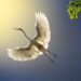 Wings of Elegance: 30 Great Egret Photos by American Photographer Fenqiang Liu