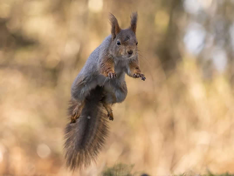 Gurushots Amazzing Annimals Winners Photo Challenge