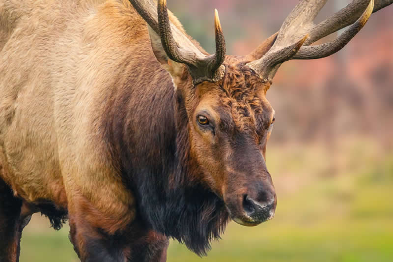 Gurushots Amazzing Annimals Winners Photo Challenge