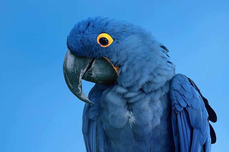 Gurushots Amazzing Annimals Winners Photo Challenge