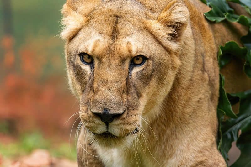 Gurushots Amazzing Annimals Winners Photo Challenge