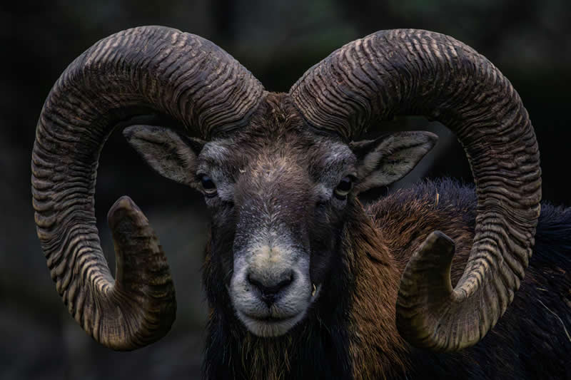 Gurushots Amazzing Annimals Winners Photo Challenge