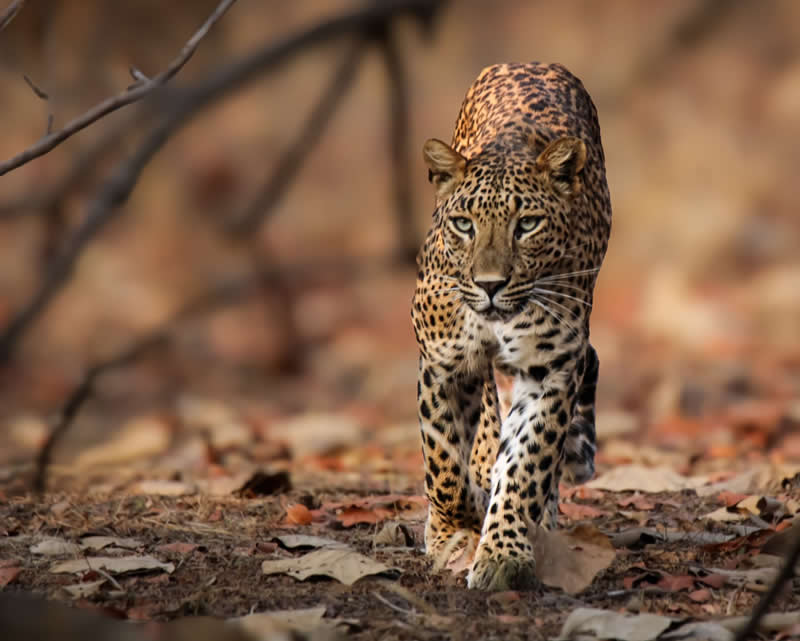 Gurushots Amazzing Annimals Winners Photo Challenge