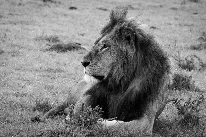 Gurushots Amazzing Annimals Winners Photo Challenge