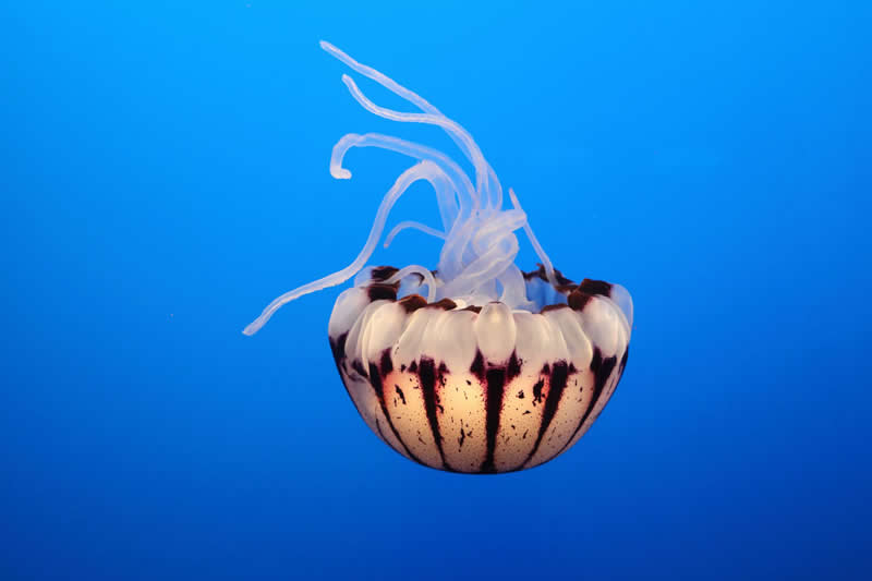 Gurushots Amazzing Annimals Winners Photo Challenge