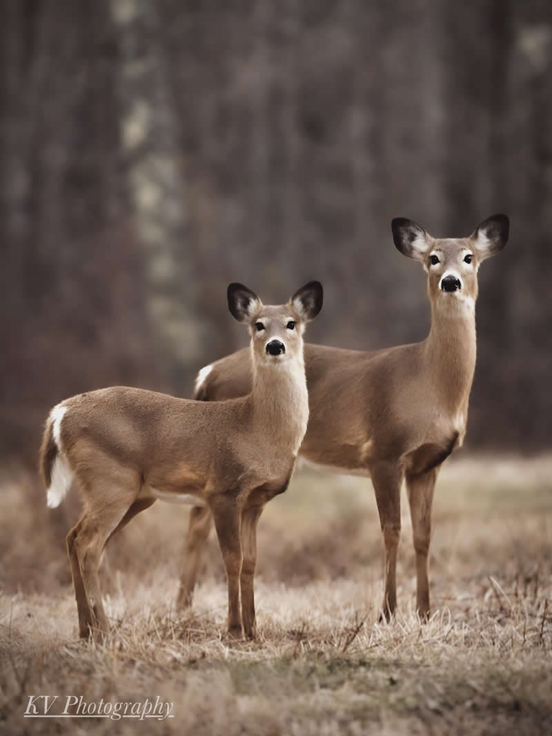 Gurushots Amazzing Annimals Winners Photo Challenge