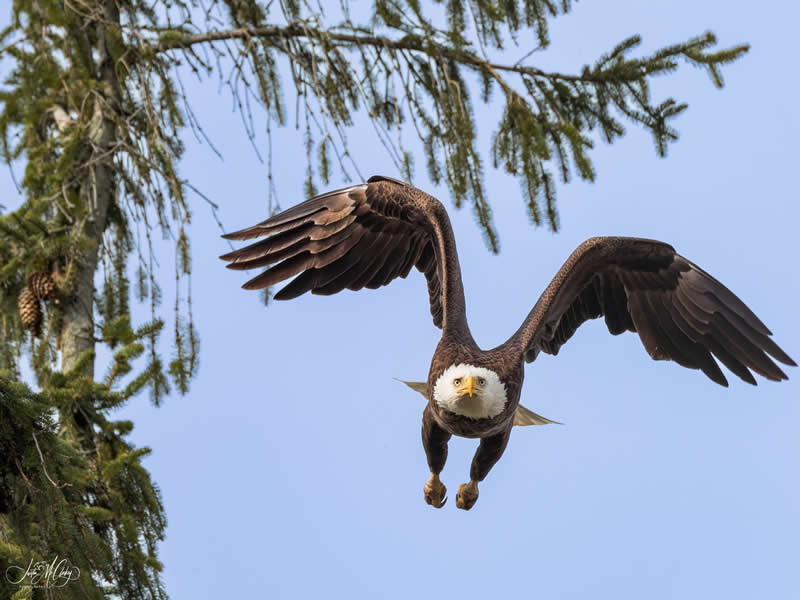 Gurushots Amazzing Annimals Winners Photo Challenge