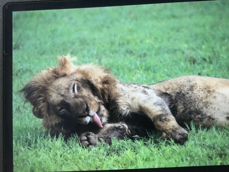 Gurushots Amazzing Annimals Winners Photo Challenge