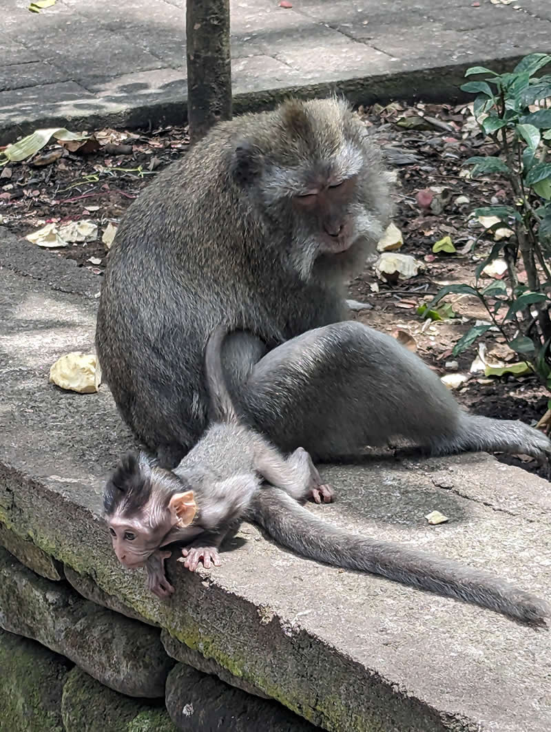 Gurushots Amazzing Annimals Winners Photo Challenge