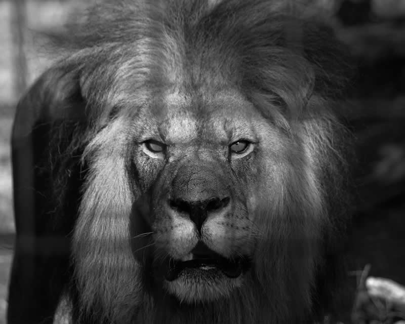 Gurushots Amazzing Annimals Winners Photo Challenge