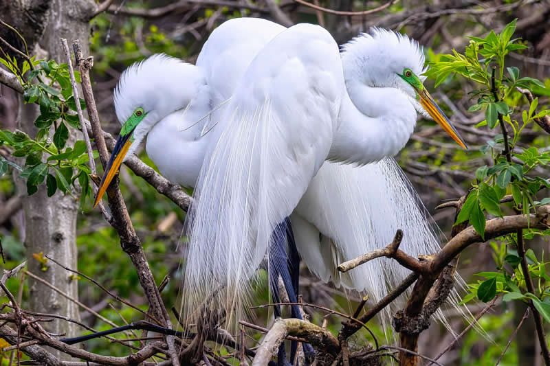 Gurushots Amazzing Annimals Winners Photo Challenge