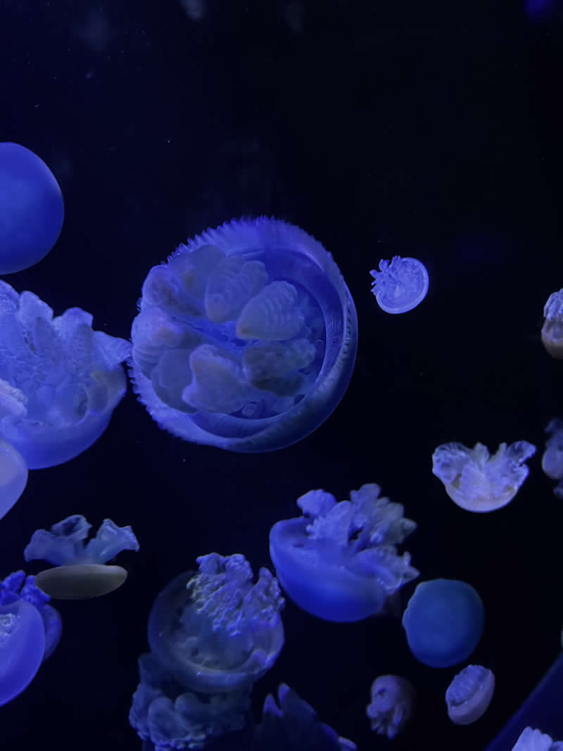 Gurushots Amazzing Annimals Winners Photo Challenge