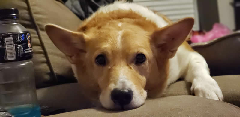 Gurushots Amazzing Annimals Winners Photo Challenge