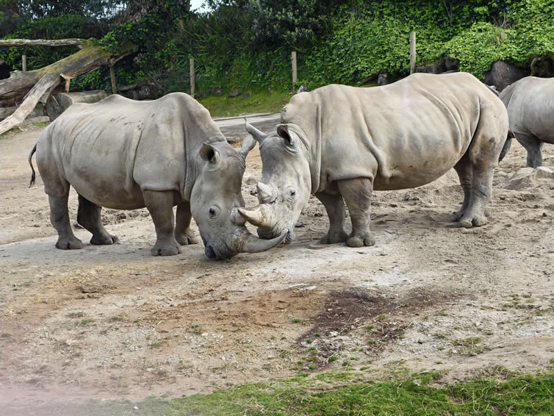 Gurushots Amazzing Annimals Winners Photo Challenge