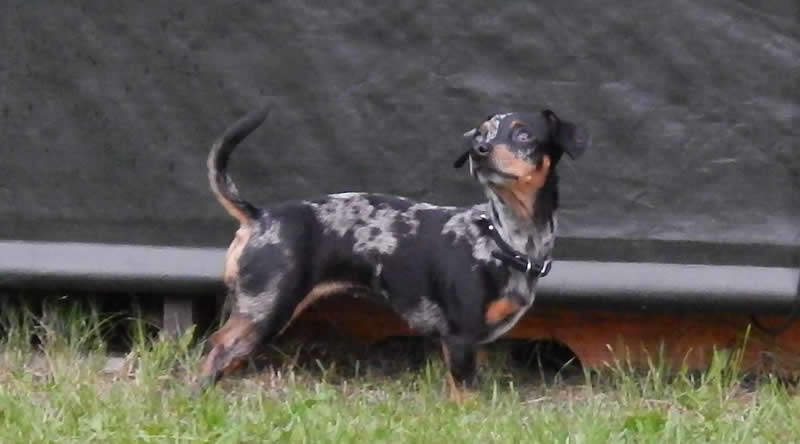 Gurushots Amazzing Annimals Winners Photo Challenge