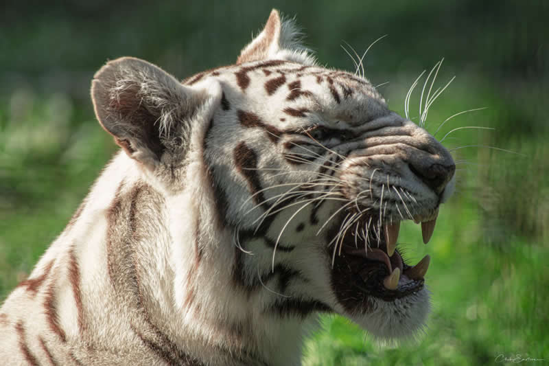 Gurushots Amazzing Annimals Winners Photo Challenge