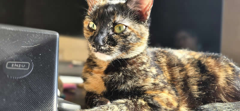 Gurushots Amazzing Annimals Winners Photo Challenge