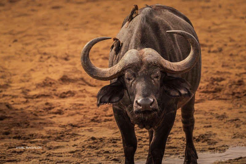 Gurushots Amazzing Annimals Winners Photo Challenge