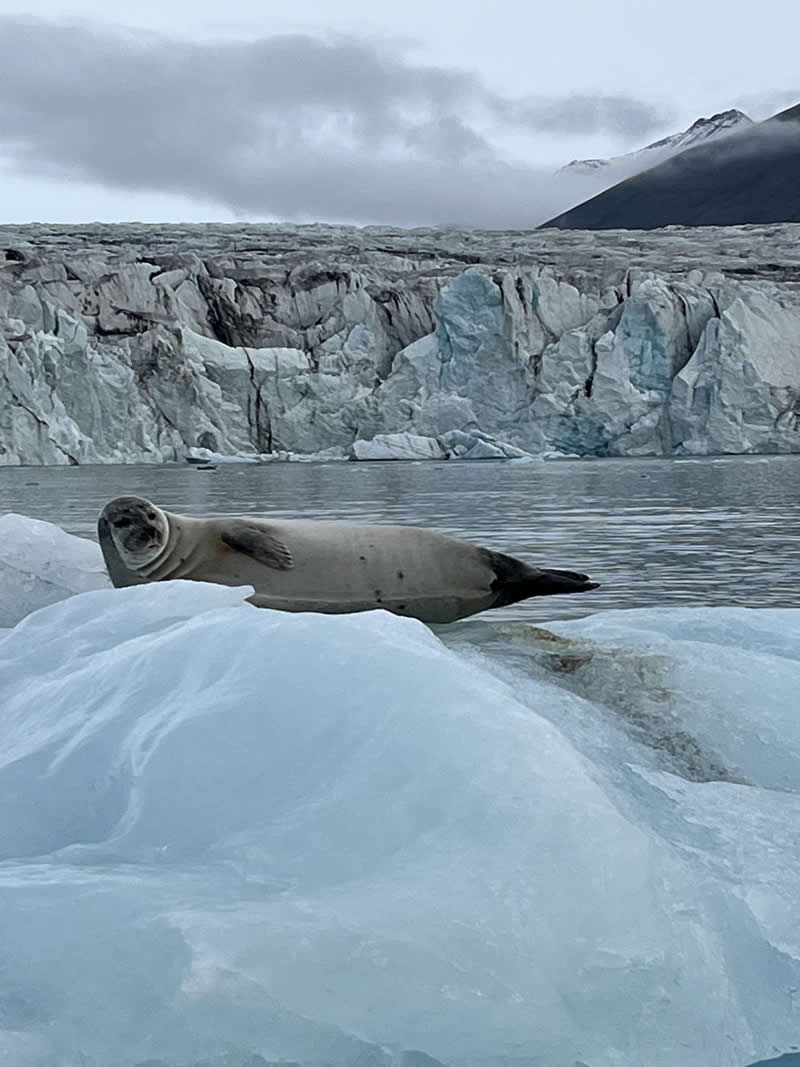 Gurushots Amazzing Annimals Winners Photo Challenge