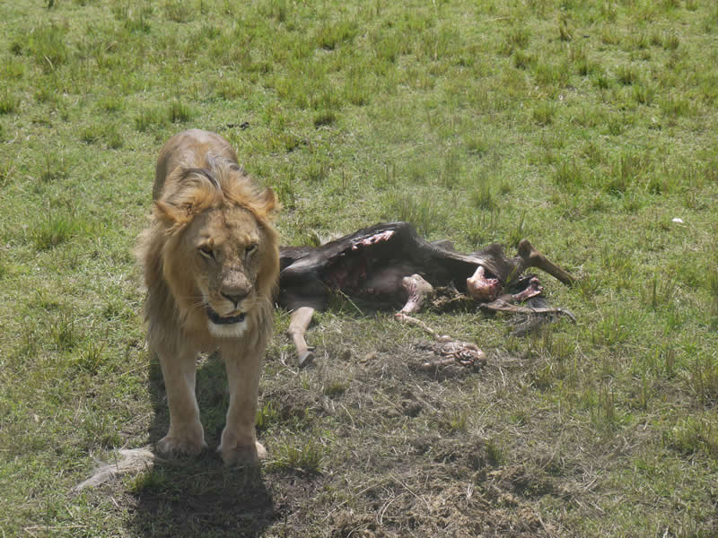 Gurushots Amazzing Annimals Winners Photo Challenge