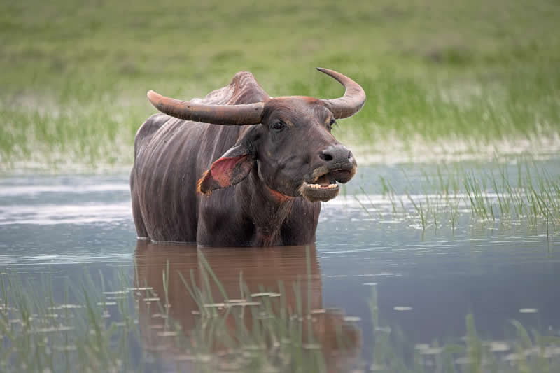 Gurushots Amazzing Annimals Winners Photo Challenge