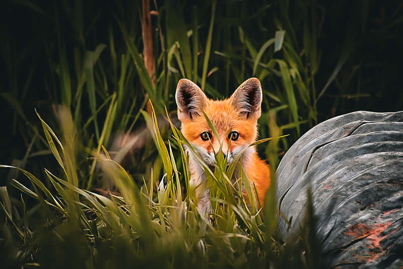 Gurushots Amazzing Annimals Winners Photo Challenge