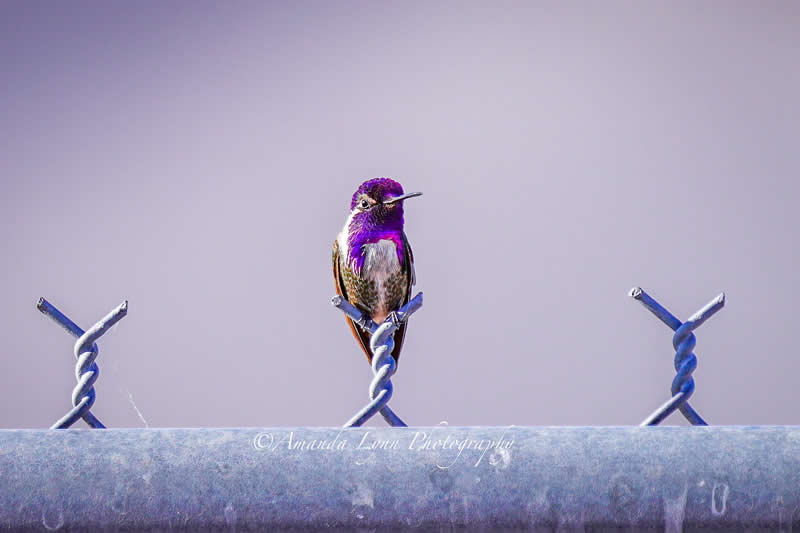 Gurushots Amazzing Annimals Winners Photo Challenge