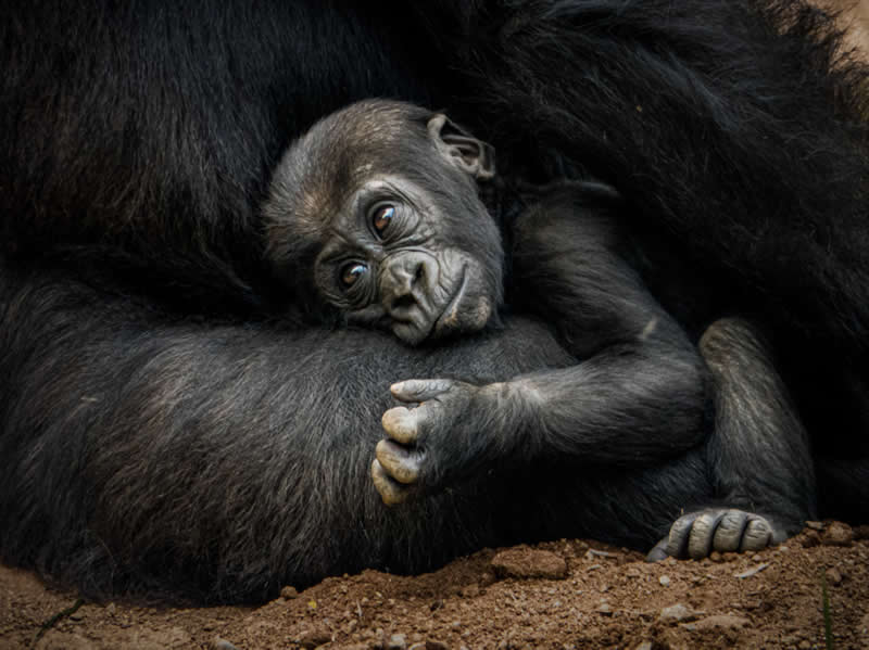 Gurushots Amazzing Annimals Winners Photo Challenge