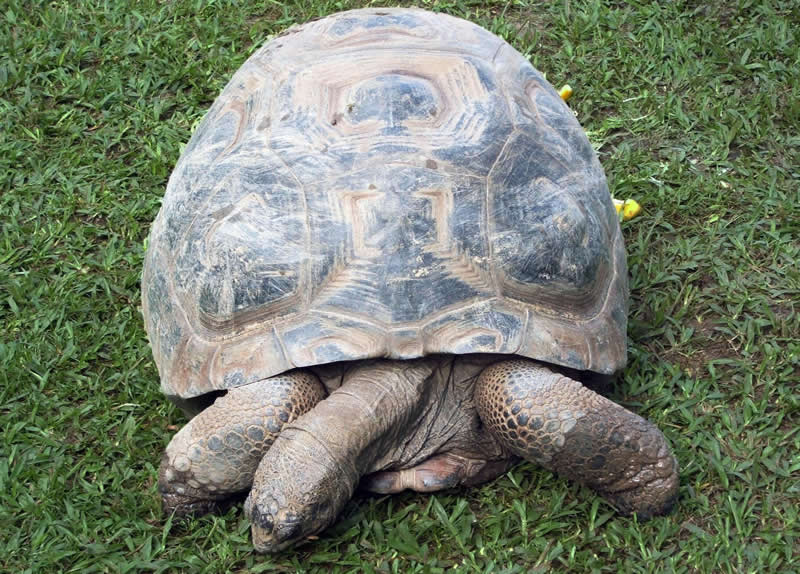 Gurushots Amazzing Annimals Winners Photo Challenge