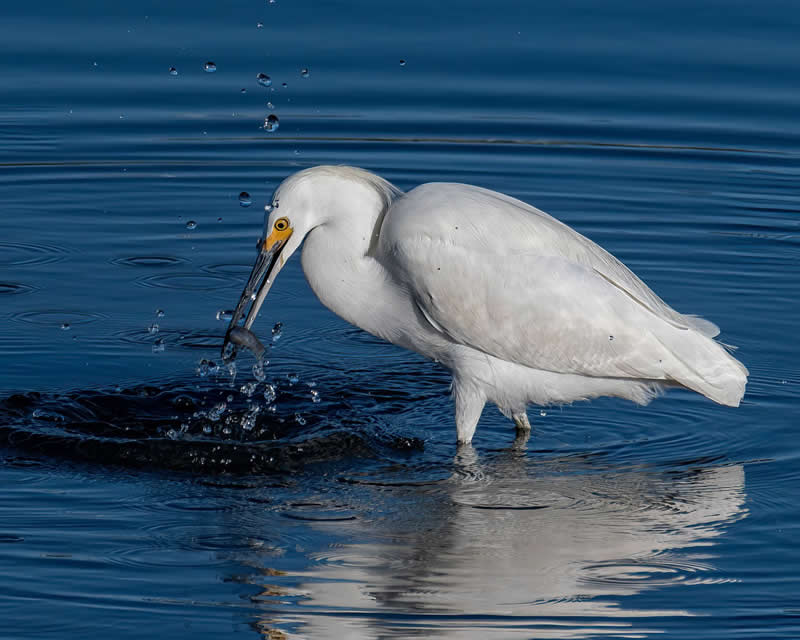 Gurushots Amazzing Annimals Winners Photo Challenge