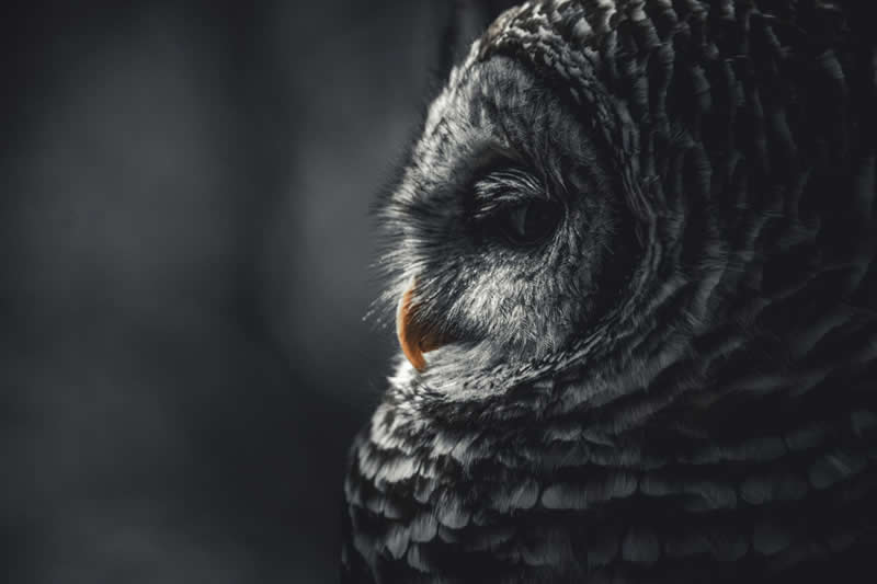 Gurushots Amazzing Annimals Winners Photo Challenge