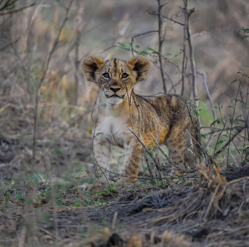 Gurushots Amazzing Annimals Winners Photo Challenge