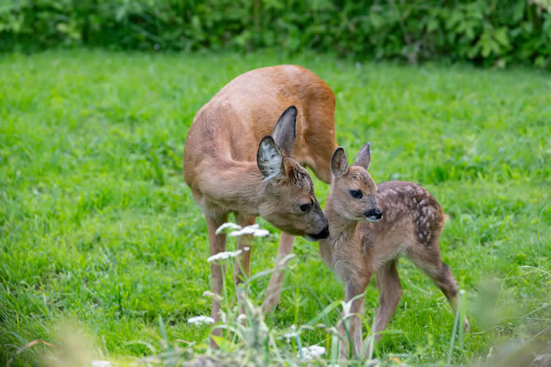 Gurushots Amazzing Annimals Winners Photo Challenge