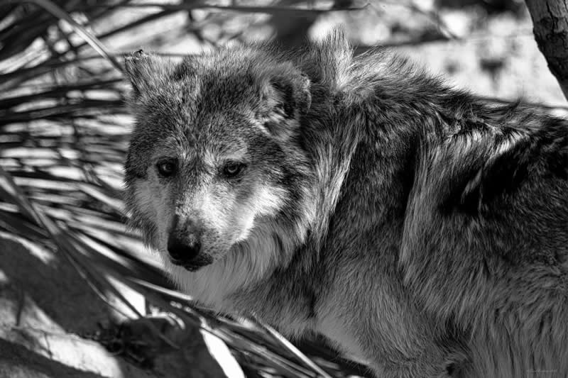 Gurushots Amazzing Annimals Winners Photo Challenge