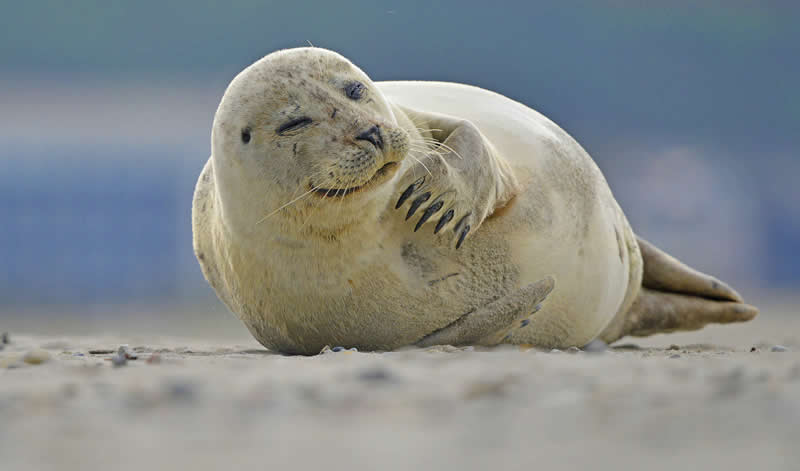 Gurushots Amazzing Annimals Winners Photo Challenge