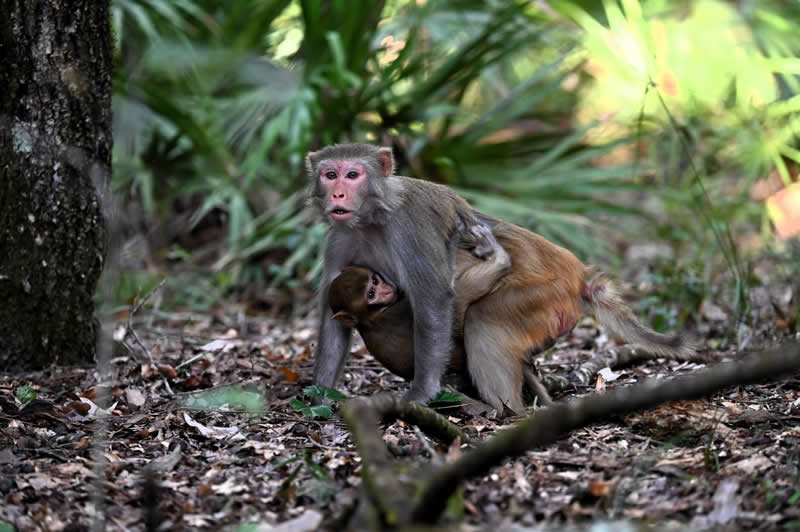 Gurushots Amazzing Annimals Winners Photo Challenge