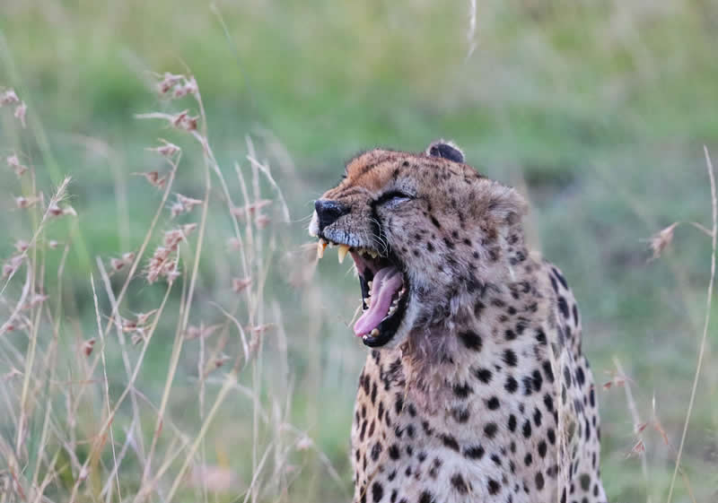 Gurushots Amazzing Annimals Winners Photo Challenge