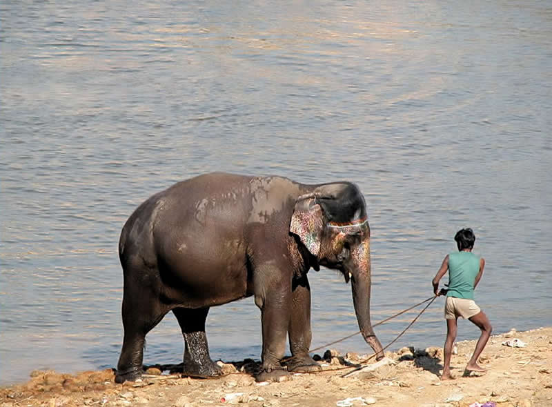 Gurushots Amazzing Annimals Winners Photo Challenge