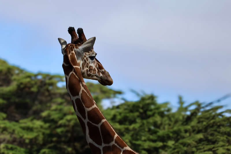 Gurushots Amazzing Annimals Winners Photo Challenge