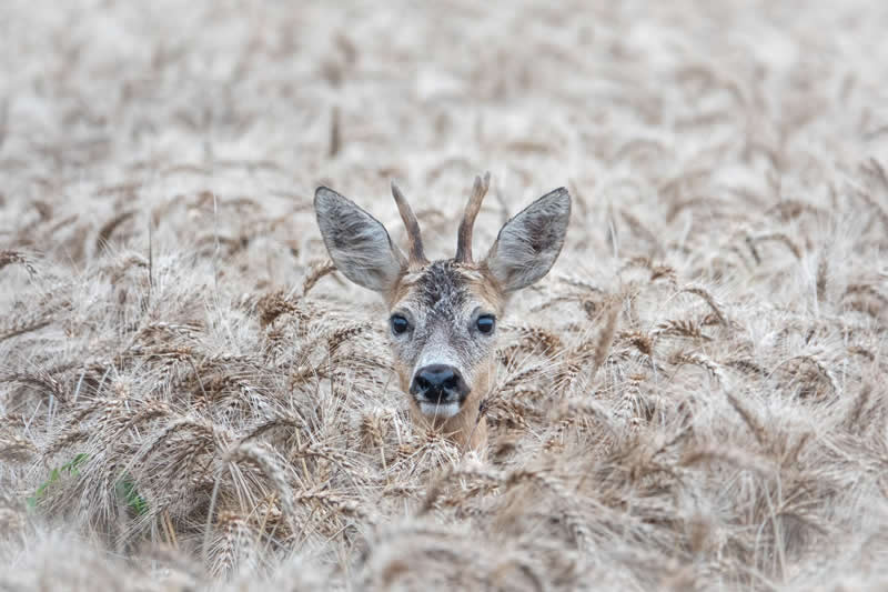 Gurushots Amazzing Annimals Winners Photo Challenge