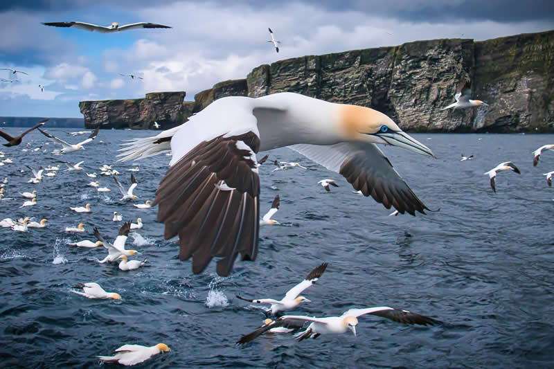 Gurushots Amazzing Annimals Winners Photo Challenge