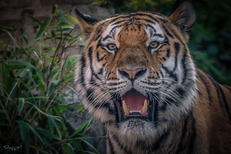 Gurushots Amazzing Annimals Winners Photo Challenge