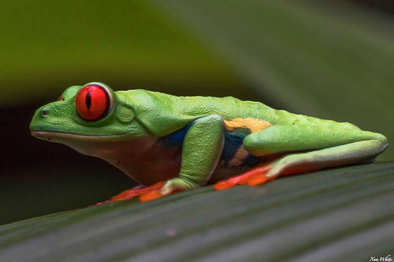 Gurushots Amazzing Annimals Winners Photo Challenge