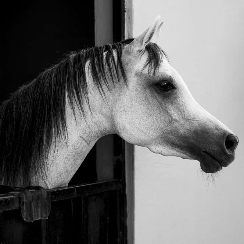 Gurushots Amazzing Annimals Winners Photo Challenge