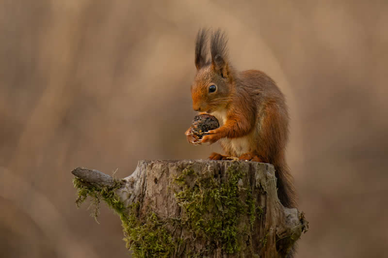 Gurushots Amazzing Annimals Winners Photo Challenge