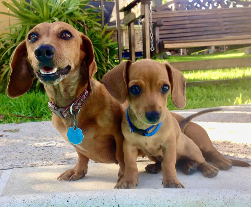 Gurushots Amazzing Annimals Winners Photo Challenge