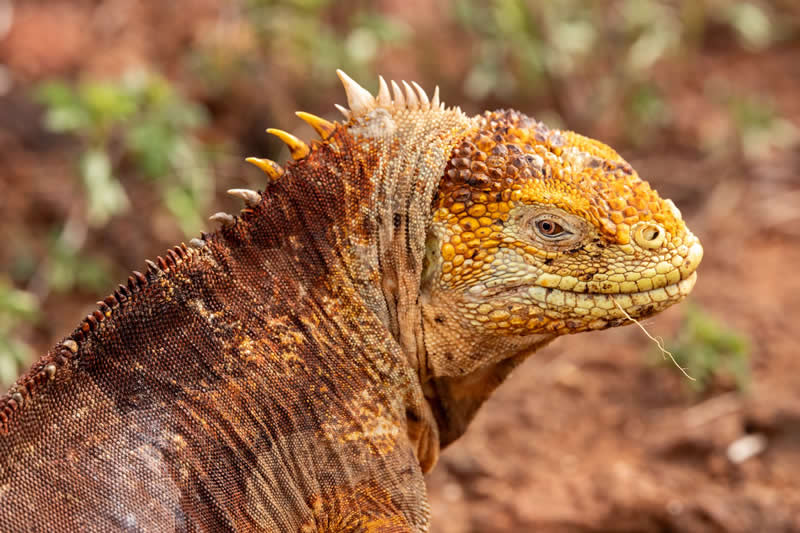 Gurushots Amazzing Annimals Winners Photo Challenge