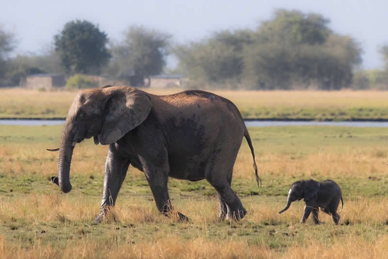 Gurushots Amazzing Annimals Winners Photo Challenge