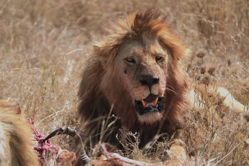 Gurushots Amazzing Annimals Winners Photo Challenge