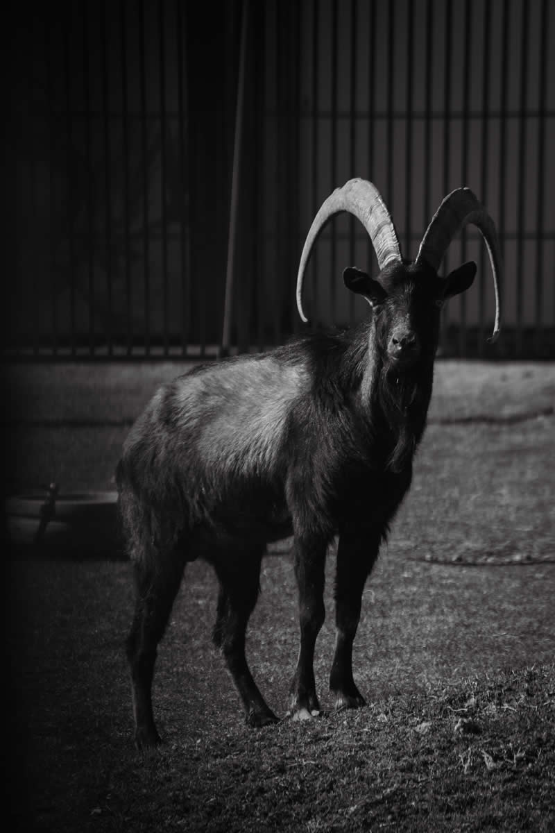 Gurushots Amazzing Annimals Winners Photo Challenge